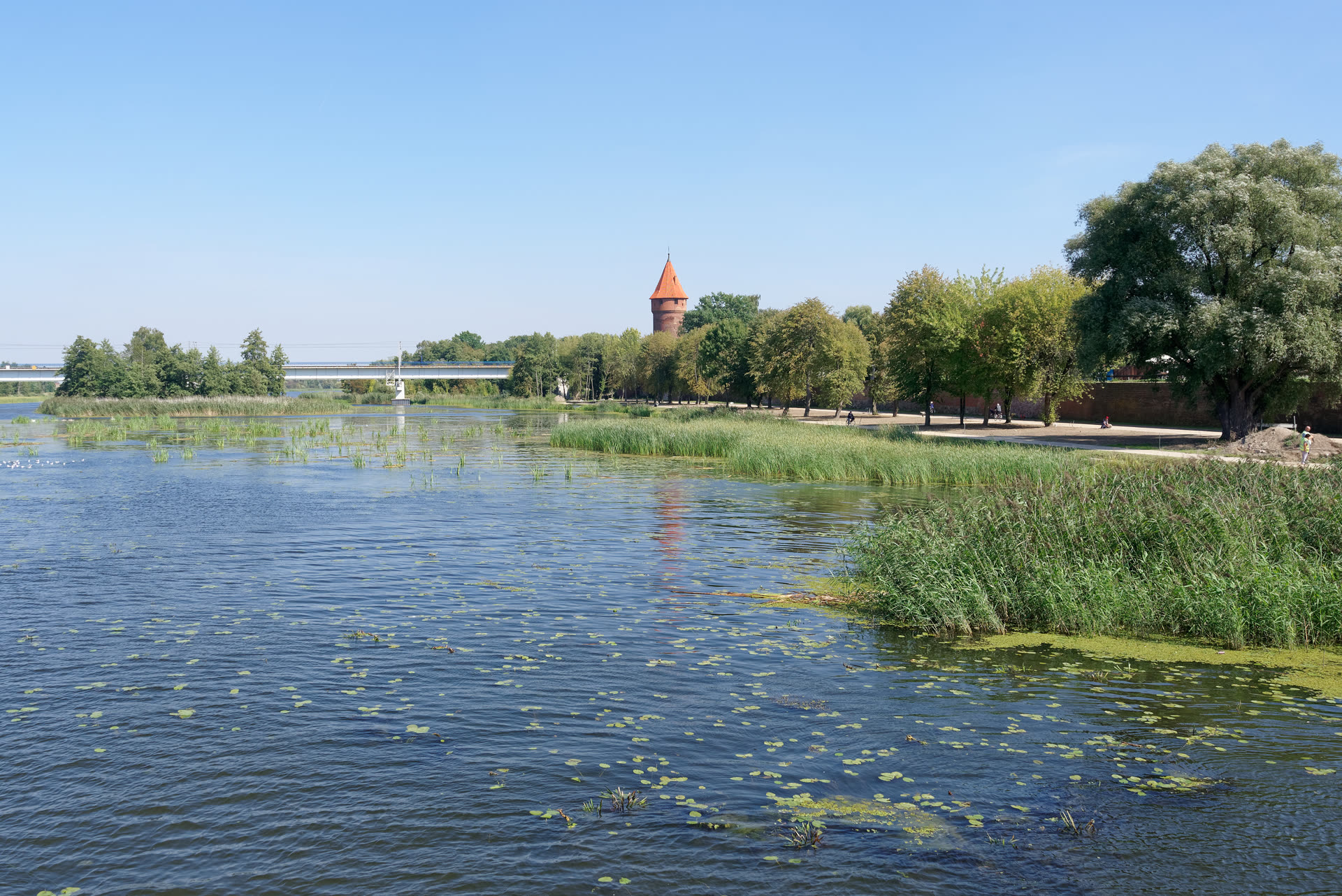 Rzeka Nogat w Malborku: zielony brzeg ze ścieżką spacerową, most i ceglana baszta w tle